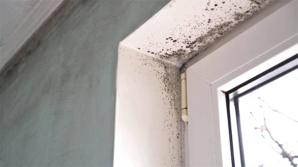 Mold Documentation for Insurance Claims in Beatrice, NE