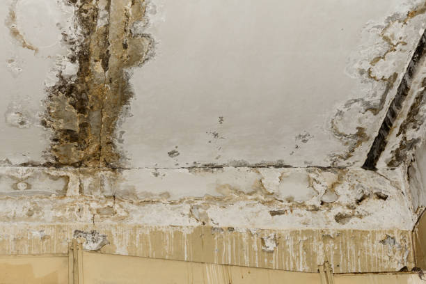 Best Environmental Consulting for Mold Prevention  in Beatrice, NE